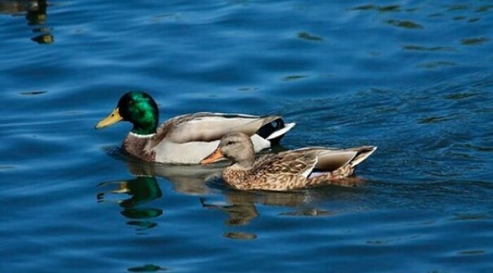 Dato curioso: Las investigaciones demuestran que algunos huevos de pescado permanecen vivos incluso después de ser tragados por ánades reales, una raza de patos. Estos huevos salen en forma de heces y eclosionan cuando vuelven a encontrar agua. Esto explica cómo algunos peces emergen en estanques y charcas sin dejar rastro