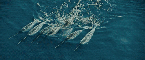 Los colmillos de los narvales son en realidad dientes que pueden crecer hasta 3 metros y doblarse hasta 30 centímetros hacia un lado sin romperse. Aún no se comprende bien su finalidad. Algunos narvales no tienen colmillos. Su piel es muy rica en vitamina C, igual que una naranja de su peso. No hay ninguno en cautividad