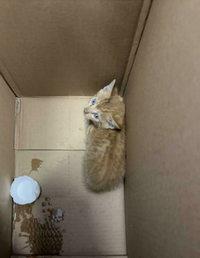 He sacado esto de un Camry