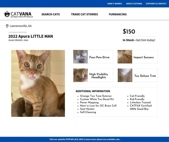 This Shelter Described Their Cats That Are Up For Adoption As Used Cars And The Result Is Purrrfect (10 Pics)