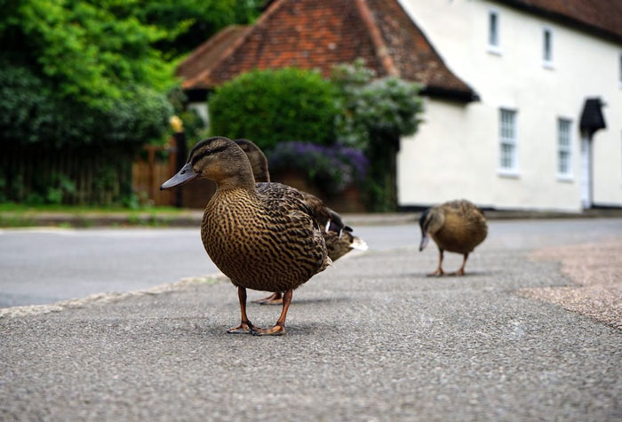 Los dueños de estas mascotas contaron las 15 situaciones más dramáticas que observaron entre ellas