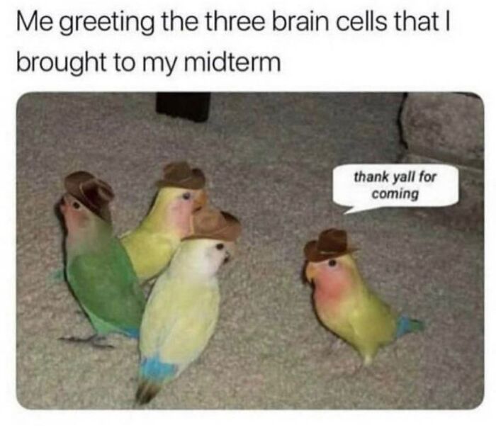 Four birds in cowboy hats mimic three brain cells at Humor State University midterm.