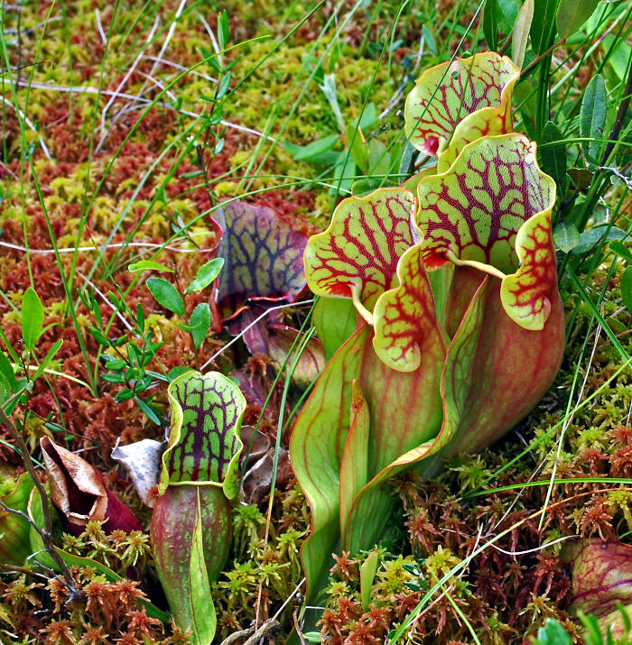 close up view of Sarracenia Purpurea plant