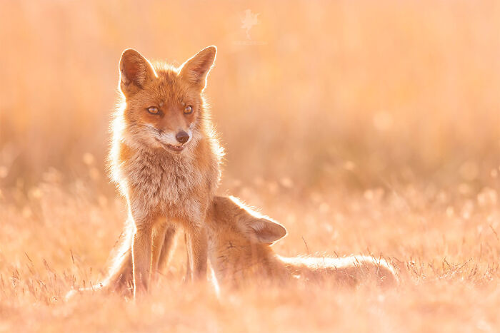 Mother's Love For Mother's Day