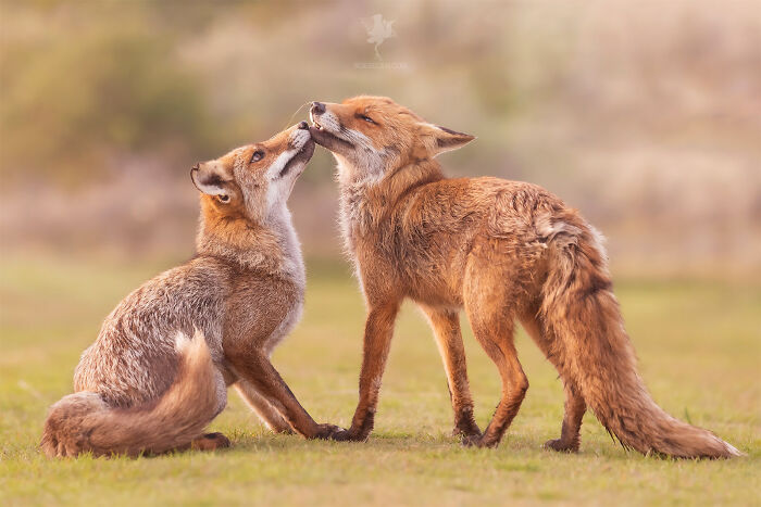 Mother's Love For Mother's Day