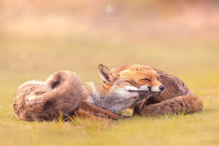 Mother's Love For Mother's Day