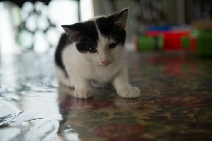 My Cat When He Was Just A Little Thing. We Lost His Brother Earlier This Year