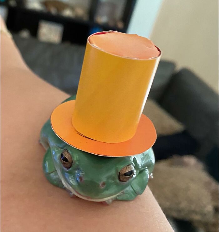 We Made Fergus A Hat. He Was Not Impressed