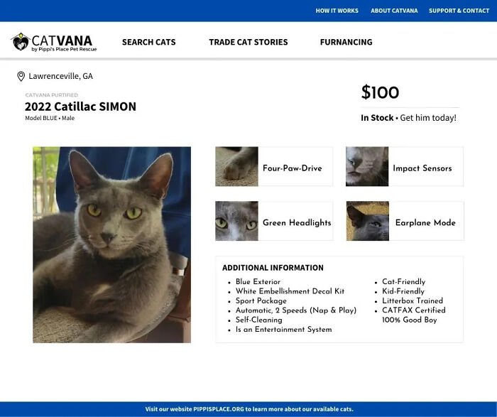 This Shelter Described Their Cats That Are Up For Adoption As Used Cars And The Result Is Purrrfect (10 Pics)