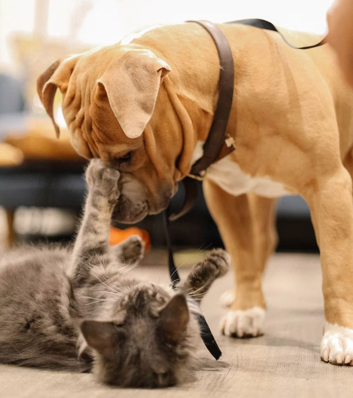 Los dueños de estas mascotas contaron las 15 situaciones más dramáticas que observaron entre ellas