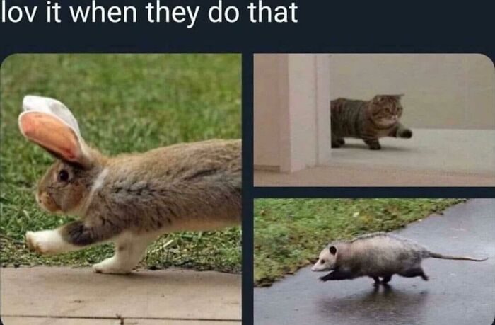 Funny-Animal-Memes-Jokes