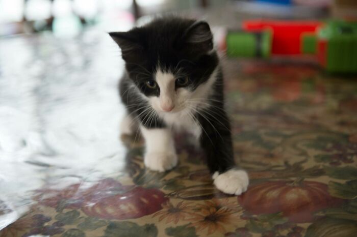 Little Boo Before He Got All Big. He Was An Amazing Cat, He Passed Away This Year