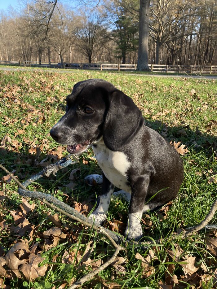 Baby Glory Loves Eating Grass