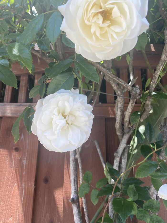 Really, Really Large Roses!