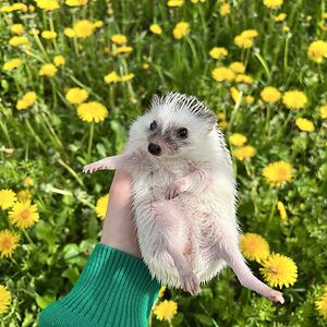 daisy_hedgehog_