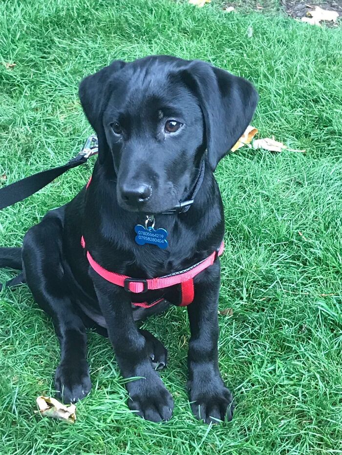 Our Precious Pup Turns 6 Next Month!