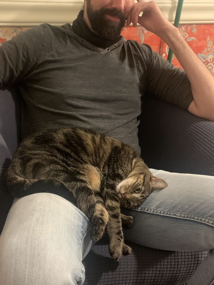 Emeline Can Be Prickly And Finally Settled In A Lap Other Than Mine