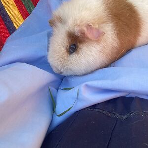 peggy-suejeremiah avatar