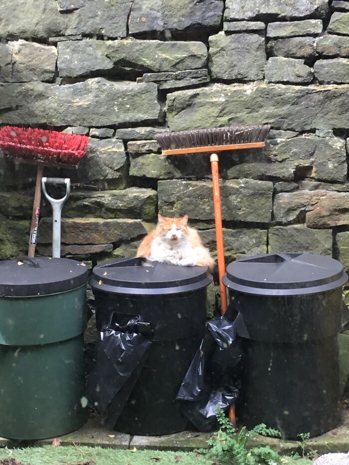 Meanwhile - At The Back Of The House. Jasper Making The Bins Look Better