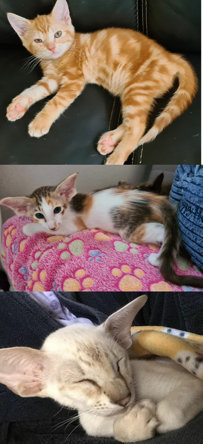 From Top To Bottom: Sally[our Rescue], Qiara Our Olh & Ivy Our Siamese