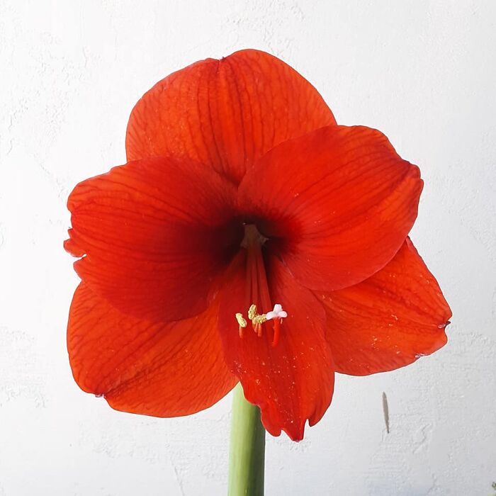Single Amaryllis Bloom