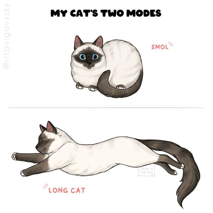 Artist Illustrates Everyday Life With A Cat In These New Relatable Comics