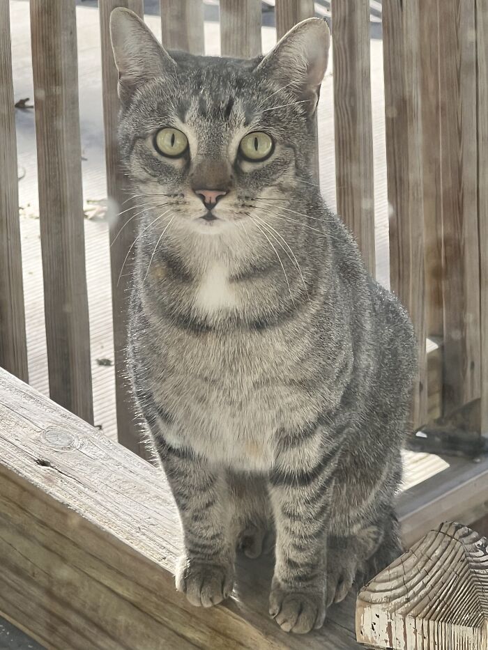 The Grey One Is A Stray That Loves My Porch, The Other Is Actual Cat Just Being Himself