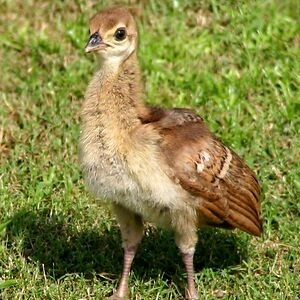 fipinha-traquina avatar