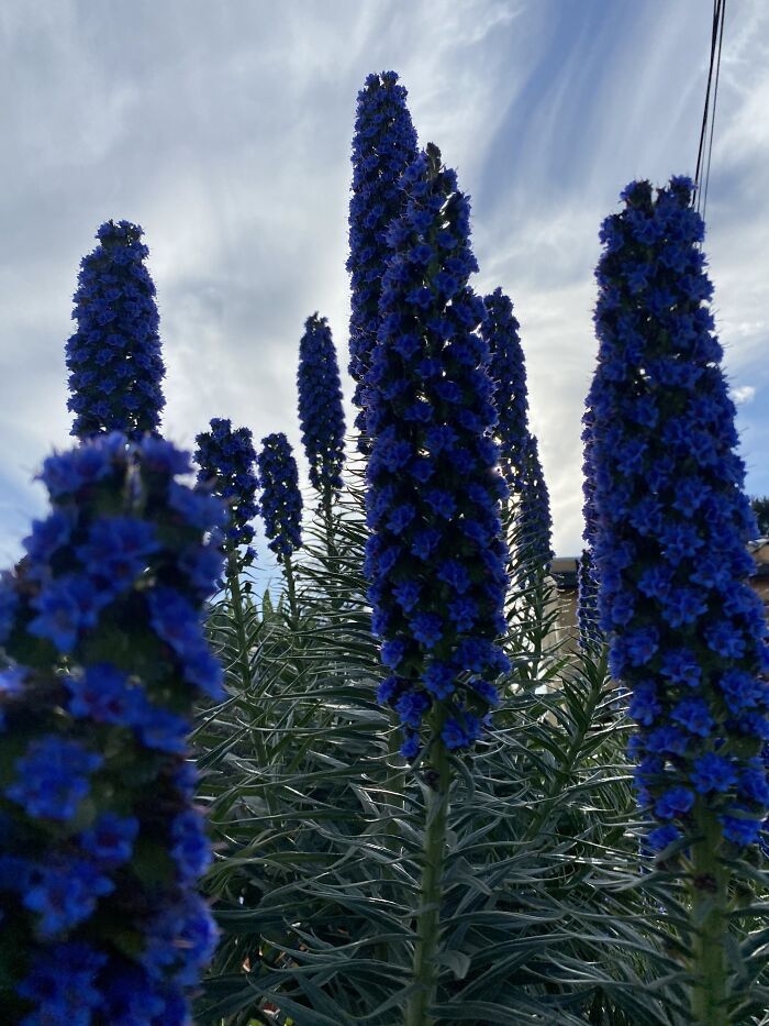 I Like The Dramatic Shadowing In This Photo! The Flowers Are More Purplish In The Light