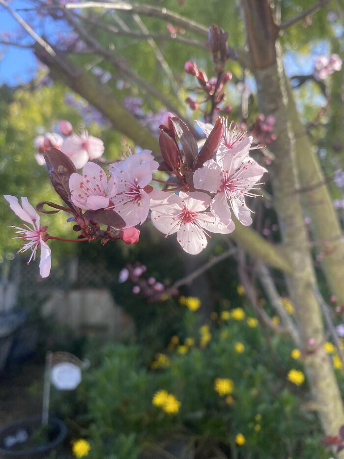 This Is From A Plum Tree