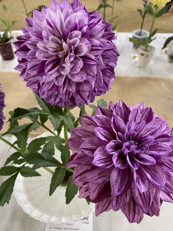 From Our Local Fair!