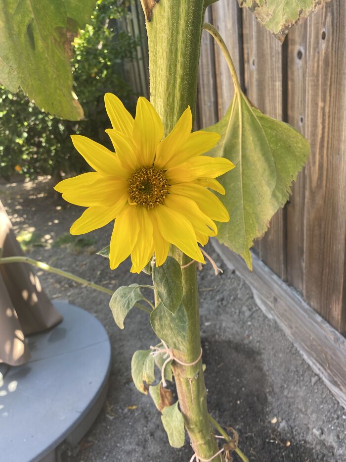 This Is Tiny Tim- It Sprouted Up Separately From The Large Plant, But Couldn’t Hold Its Poor Self Up! So The Big Plant Is It’s Crutch