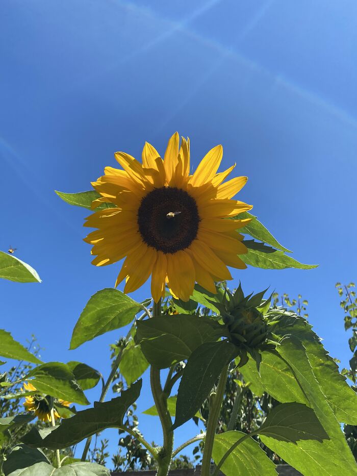 Caught A Little Bee In The Photo!