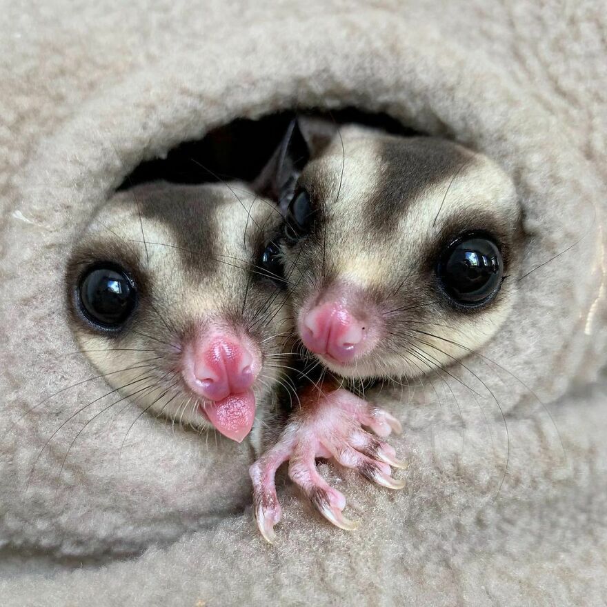 Sugar gliders snuggling 