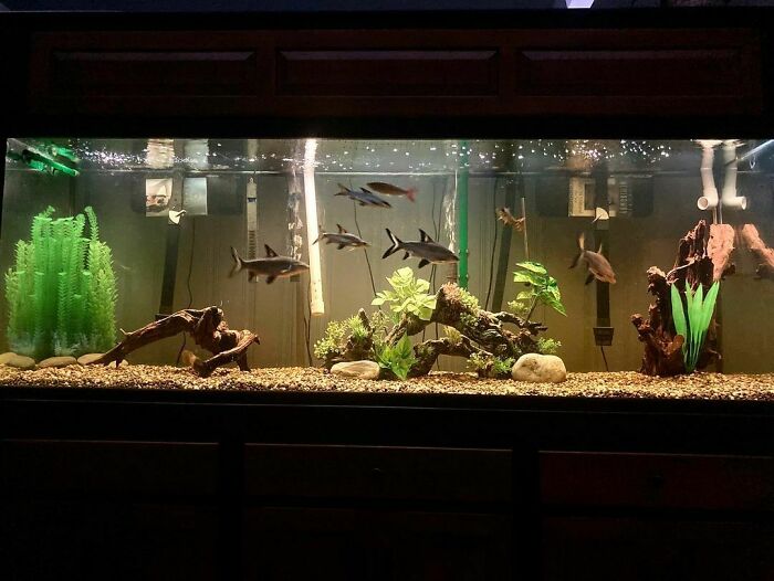 Fishes swimming in the aquarium 