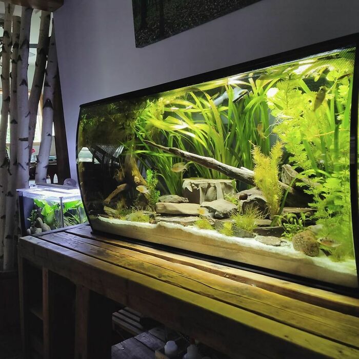 Leaves in the aquarium 