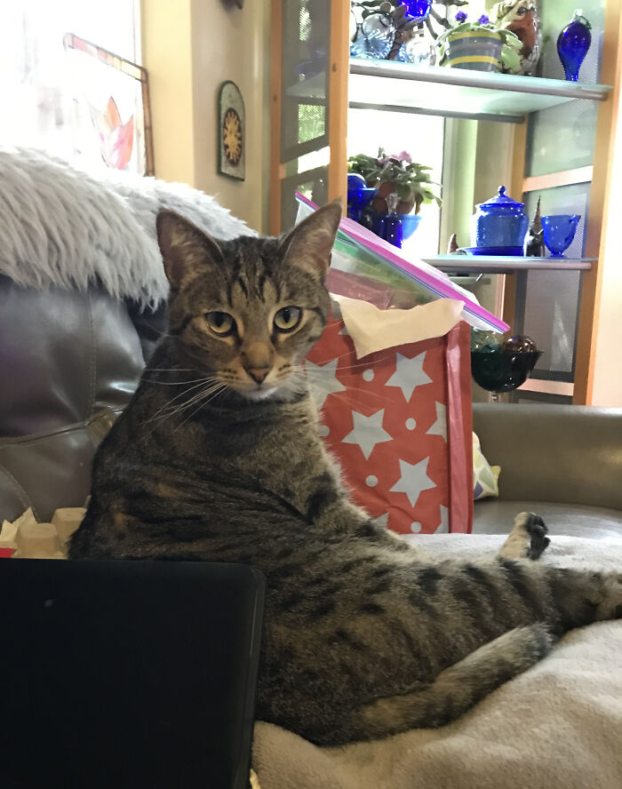 Captain Nemo Adopted Us!