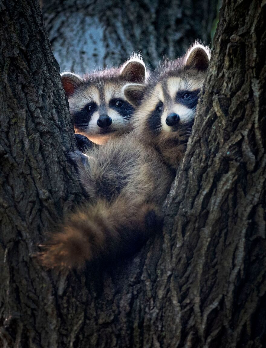 The Orphans - Andrei Malashenko