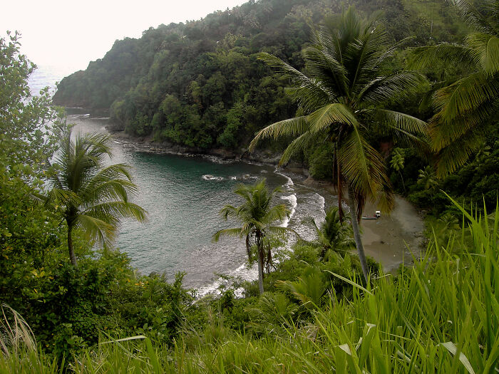 Beach with palms and yellow sand 
