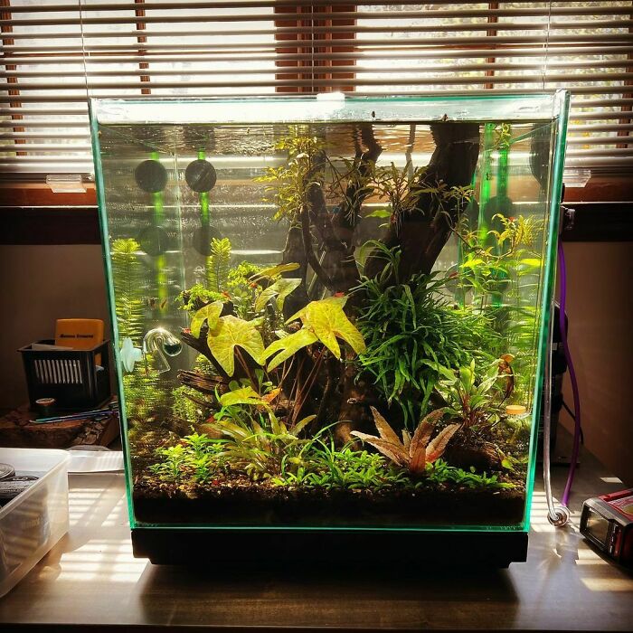 Leaves in the aquarium