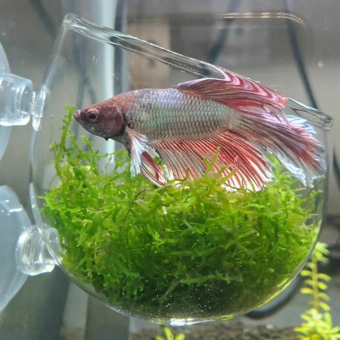 Fish in the aquarium 