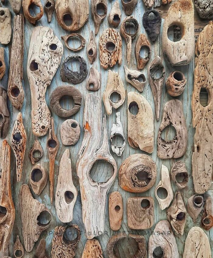 Found Wood Fragments With Knots