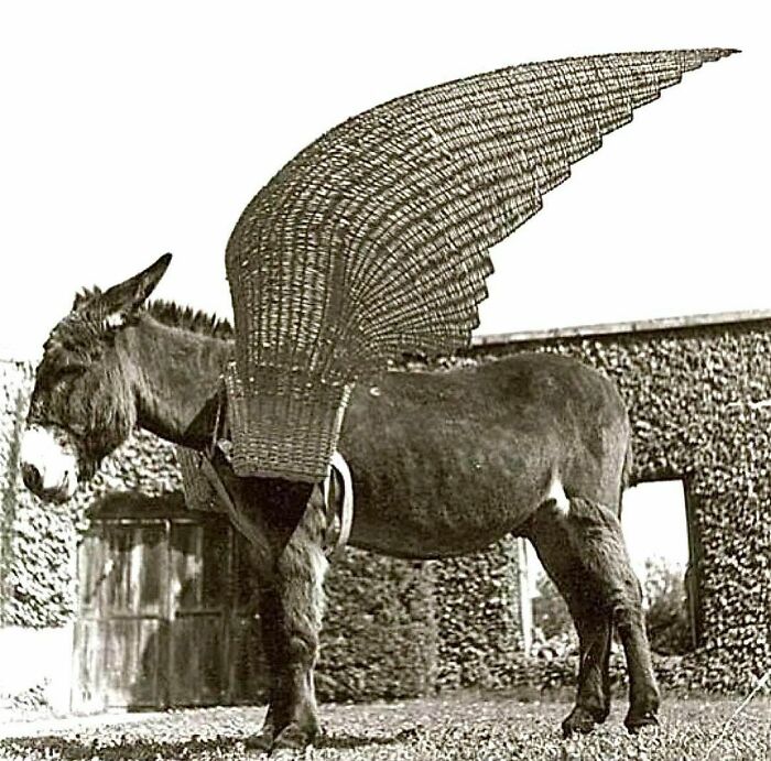 When Your Donkey Has Dreams Of Being A Pegasus