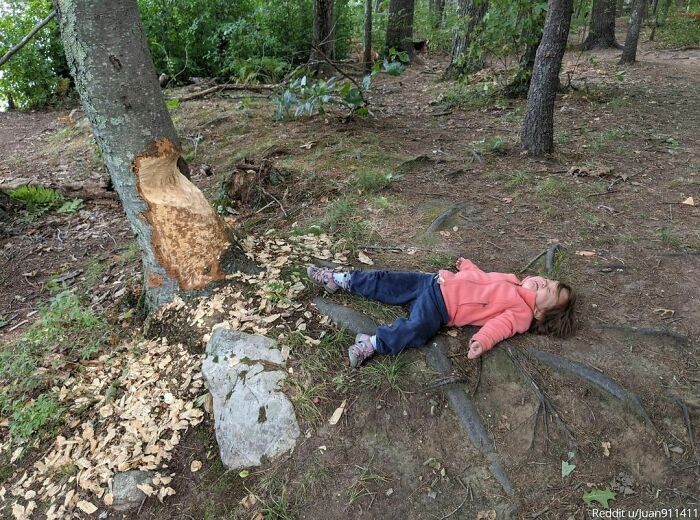 "My 3 Year Old Was Angry Because The Beavers Keep Chomping On The Tree"⁠