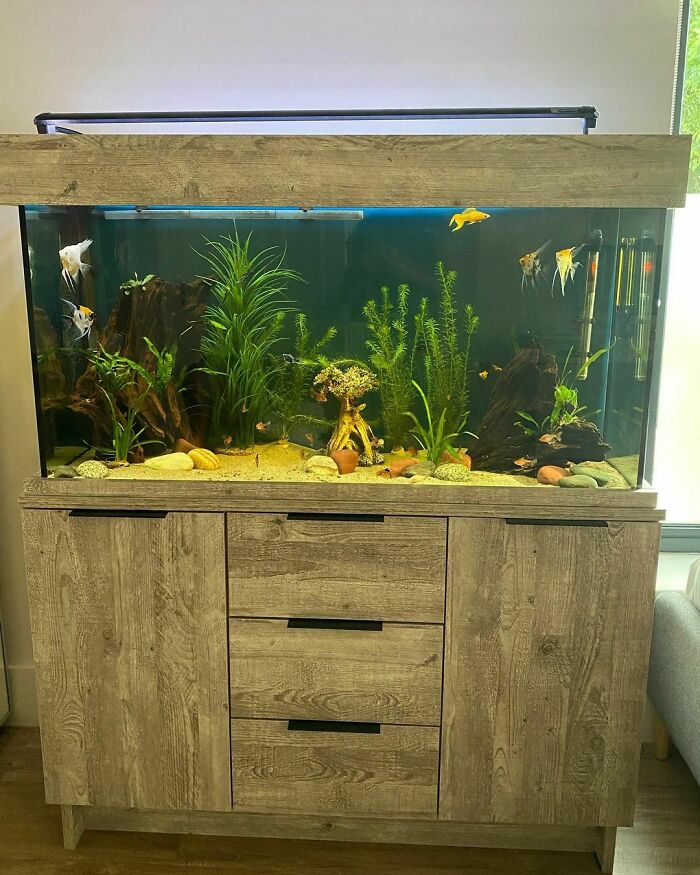 Fishes swimming in the aquarium 