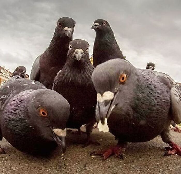 Could-Be-Album-Covers-Pics