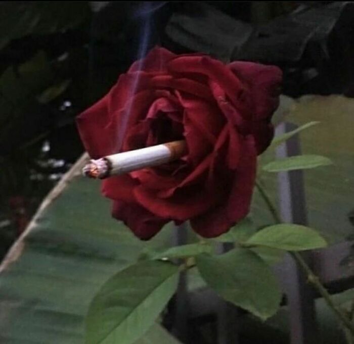 Could-Be-Album-Covers-Pics