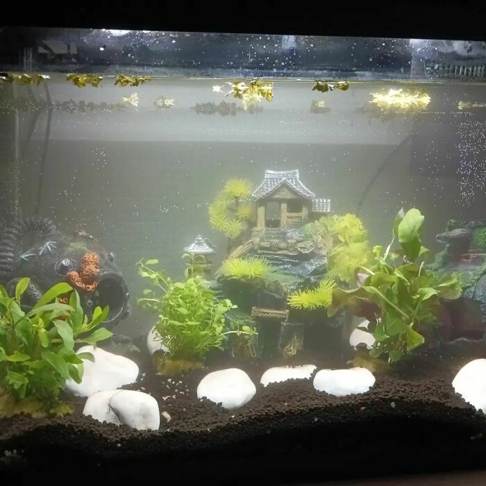 House at the bottom of aquarium 