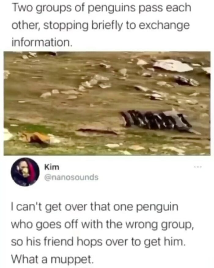 Dear Hr. Is It Too Late To Switch To Penguin? I Believe I Would Do Much Better In That Role. Please Lmk. @nanosounds