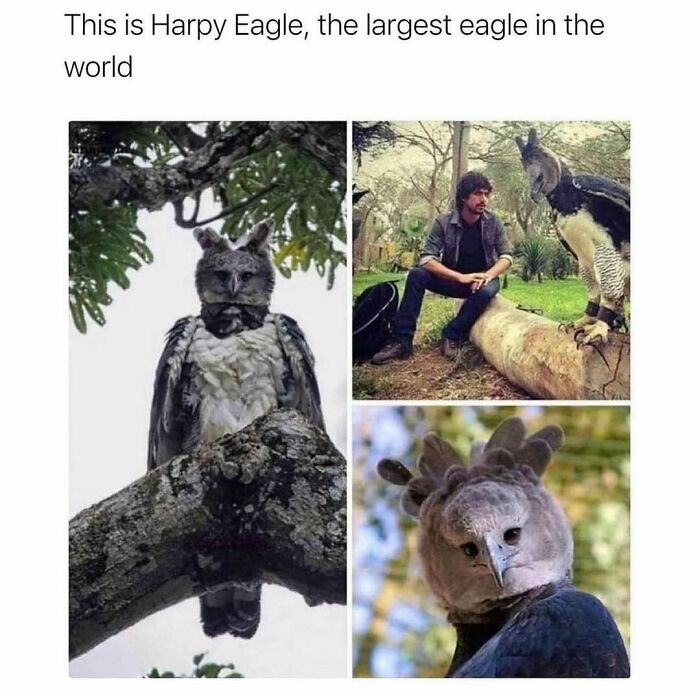 Wholesome-Memes-Hurtingsouls